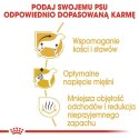 Royal Canin Dachshund Adult karma sucha dla psów dorosłych rasy jamnik 1,5kg