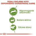 Royal Canin Outdoor karma sucha dla kotów dorosłych, wychodzących na zewnątrz 2kg