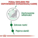 Royal Canin Mini Ageing 12+ karma sucha dla psów dojrzałych po 12 roku życia, ras małych 800g