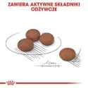 Royal Canin Mini Digestive Care karma sucha dla psów dorosłych, ras małych o wrażliwym przewodzie pokarmowym 1kg