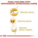 Royal Canin Maine Coon Adult karma sucha dla kotów dorosłych rasy maine coon 2kg